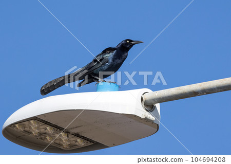 A male of the long-tailed robin in Costa Rica 104694208
