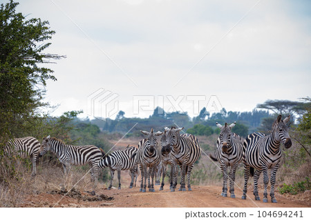 zebra in the grassy nature Zebras Grazing Savannah Grasslands At The Nairobi National Park In Kenya's Capital 104694241
