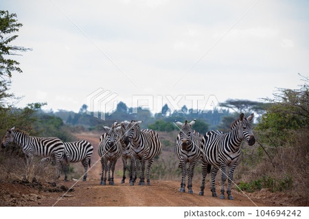 zebra in the grassy nature Zebras Grazing Savannah Grasslands At The Nairobi National Park In Kenya's Capital zebra in the grassy nature Zebras Grazing Savannah Grasslands At The Nairobi National Park In Kenya's Capital 104694242