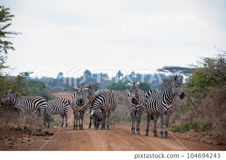 zebra in the grassy nature Zebras Grazing Savannah Grasslands At The Nairobi National Park In Kenya's Capital zebra in the grassy nature Zebras Grazing Savannah Grasslands At The Nairobi National Park In Kenya's Capital 104694243