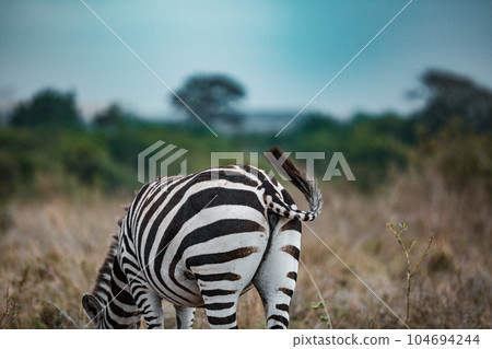 zebra in the grassy nature Zebras Grazing Savannah Grasslands At The Nairobi National Park In Kenya's Capital 104694244