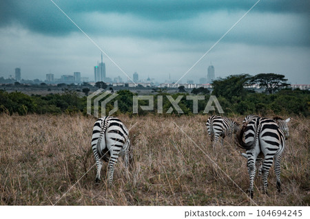 zebra in the grassy nature Zebras Grazing Savannah Grasslands At The Nairobi National Park In Kenya's Capital zebra in the grassy nature Zebras Grazing Savannah Grasslands At The Nairobi National Park In Kenya's Capital 104694245