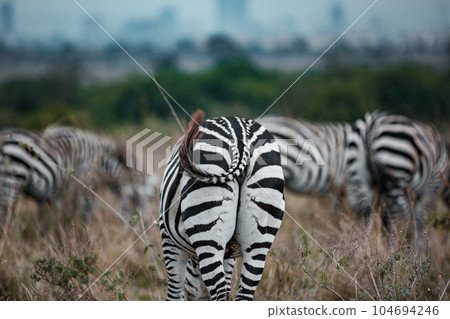 zebra in the grassy nature Zebras Grazing Savannah Grasslands At The Nairobi National Park In Kenya's Capital zebra in the grassy nature Zebras Grazing Savannah Grasslands At The Nairobi National Park In Kenya's Capital 104694246