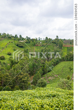 landscape with tea plantation landscape with tea plantation 104694563