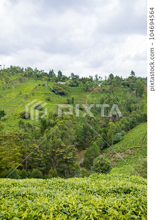 landscape with tea plantation 104694564