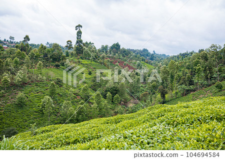 landscape with tea plantation landscape with tea plantation 104694584