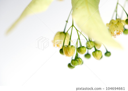 Yellow linden flowers with leaves and buds on a white background. 104694661