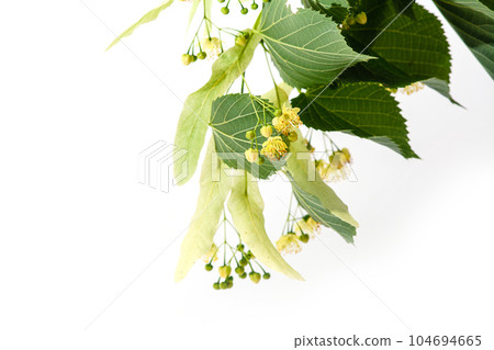 Yellow linden flowers with leaves and buds on a white background. Yellow linden flowers with leaves and buds on a white background. 104694665