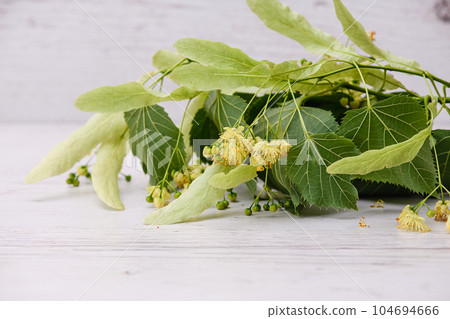 A branch of a blossoming linden tree with leaves on a wooden background. A branch of a blossoming linden tree with leaves on a wooden background. 104694666