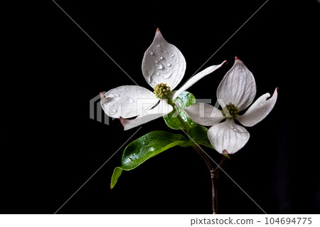 White flowers of flowering dogwood Cornus florida on a black White flowers of flowering dogwood Cornus florida on a black 104694775