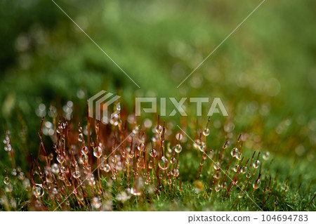Macro photo. forest green moss with dew drops. Blurred and copy space Macro photo. forest green moss with dew drops. Blurred and copy space 104694783