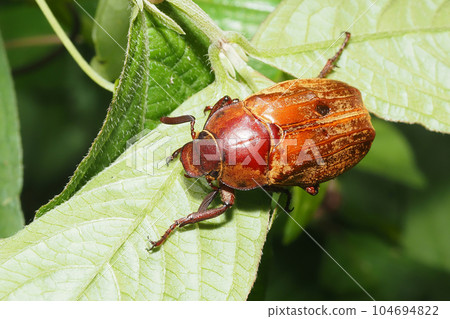 一種猩紅色的甲蟲 一種猩紅色的甲蟲 104694822