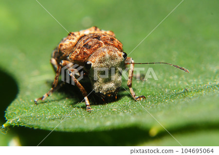 Weevil weevil (female) Weevil weevil (female) 104695064