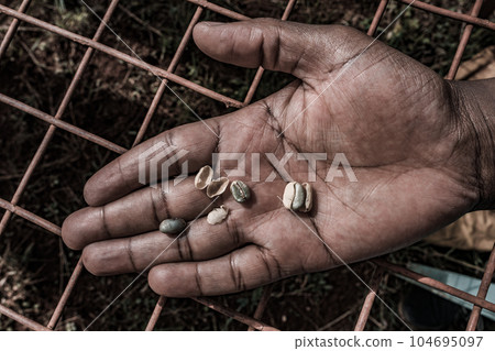 Coffee Beans Dried  104695097