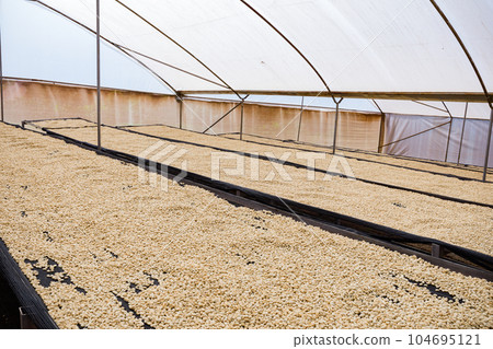 Coffee Beans Dried Coffee Beans Dried 104695121