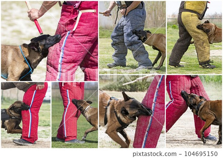 training of belgian shepherds 104695150