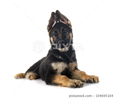 young german shepherd young german shepherd 104695164