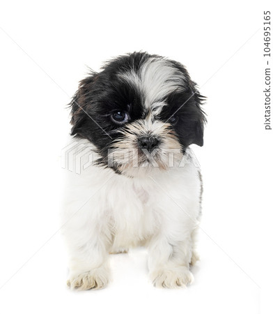 puppy Shih Tzu in studio 104695165