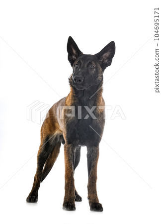 puppy malinois in studio puppy malinois in studio 104695171