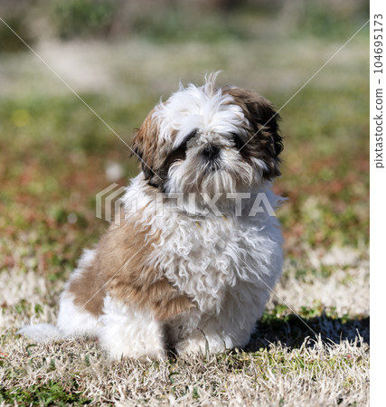 puppy Shih Tzu outdoor 104695173
