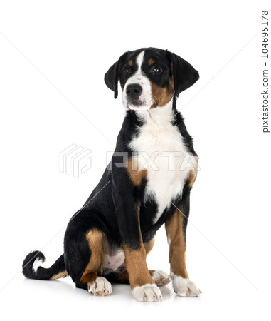puppy Appenzeller Sennenhund puppy Appenzeller Sennenhund 104695178