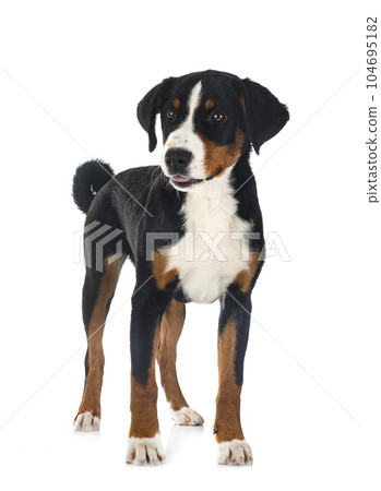 puppy Appenzeller Sennenhund 104695182