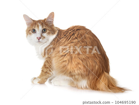 Kurilian Bobtail in studio Kurilian Bobtail in studio 104695190