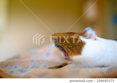 Side view of a tired Guinea pig laying on a blanket while stretching and yawning. 104695575