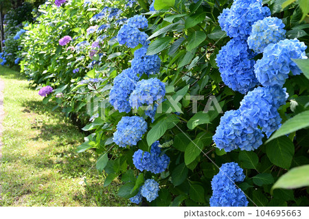 Hydrangea along the road Hydrangea along the road 104695663