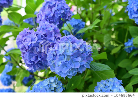 Blue full bloom in early summer 104695664