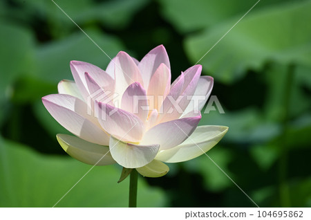Ancient lotus Ancient lotus 104695862