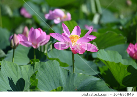 古蓮花 104695949