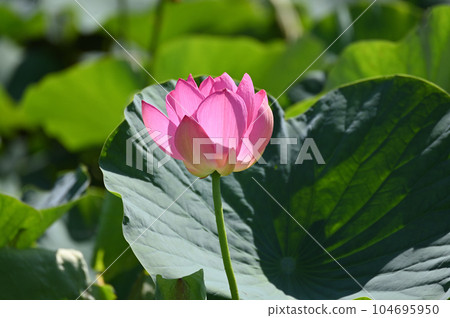 古蓮花 104695950