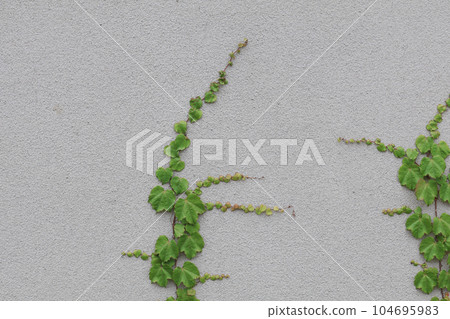 牆上爬行的植物【背景素材】 104695983