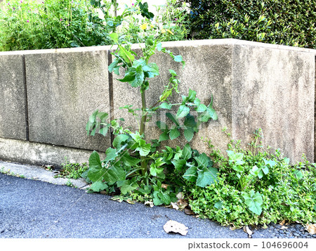 混凝土裂縫中長出雜草02 混凝土裂縫中長出雜草02 104696004