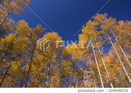 Autumn leaves of Japanese larch at Tateshina Highland 104696039