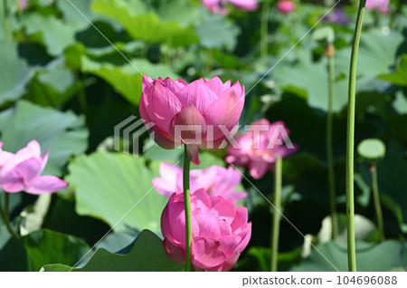 古蓮花 古蓮花 104696088