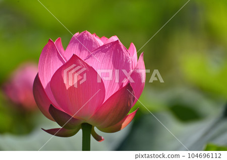 古蓮花 古蓮花 104696112