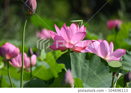 古蓮花 古蓮花 104696113