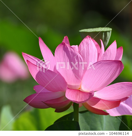 古蓮花 104696114