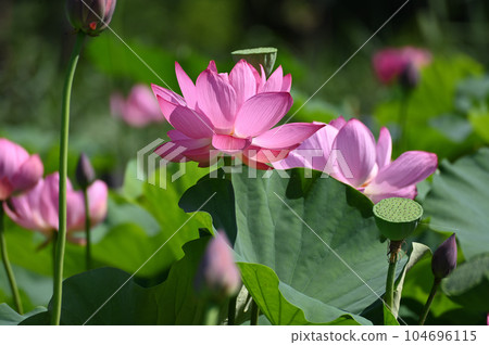 古蓮花 104696115