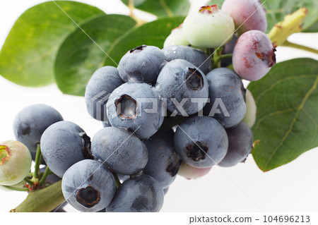 Blueberry white background Blueberry white background 104696213