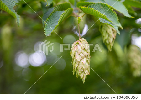 Flower of bear sea whale Flower of bear sea whale 104696350