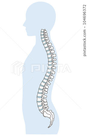 Anatomy of the spine Cervical vertebrae Thoracic vertebrae Lumbar vertebrae Lateral view Anatomy of the spine Cervical vertebrae Thoracic vertebrae Lumbar vertebrae Lateral view 104696372