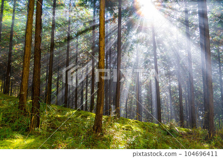 [Light beam material] Light shining into the forest [Nagano Prefecture] 104696411
