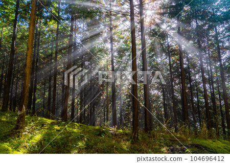 [Light beam material] Light shining into the forest [Nagano Prefecture] 104696412