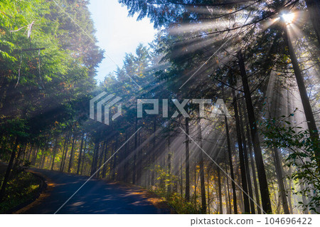 [Light beam material] Light shining into the forest [Nagano Prefecture] 104696422