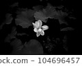 蓮花 104696457