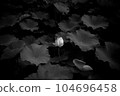 蓮花 104696458