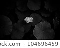 蓮花 104696459